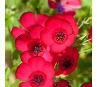 semi di lino rossi - aiuole rialzate giardino decorazione esterni balcone 800pcs