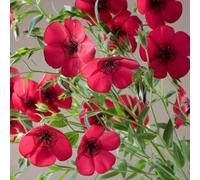 semi di lino rossi - aiuole rialzate giardino tappezzante resistente perenne interno vecchie varietà 500pcs