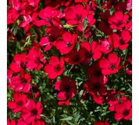 semi di lino rossi - balcone in aiuola rialzata decorazione da giardino esterni vecchie varietà 70pcs