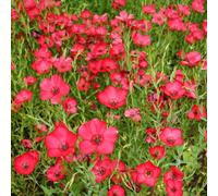 semi di lino rossi - balcone resistenti tappezzante perenne selvatici primaverili 1500pcs