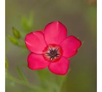 semi di lino rossi - balcone rialzato perenne resistente selvatici decorazione giardino 2000pcs