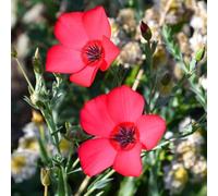 semi di lino rossi - biologici balcone in vaso aiuola rialzata decorative giardino resistenti 100pcs