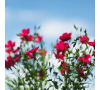 semi di lino rossi - biologici resistenti da balcone aiuole rialzate giardino all'esterno 400pcs