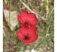 semi di lino rossi - perenni resistenti decorazione balcone copertura del terreno 1000pcs