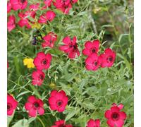 semi di lino rossi - primaverili resistenti giardino esterno balcone serra vecchie varietà tappezzante perenne biologici 300pcs