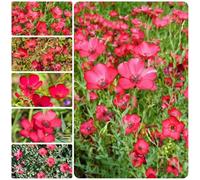 semi di lino rossi - resistenti biologici interno balcone rialzato perenne serra esotiche 1000pcs