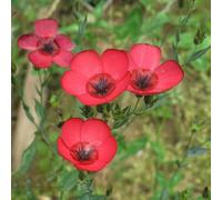 semi di lino rossi - resistenti giardino roccioso balcone letto rialzato serra interno 200pcs