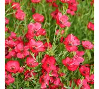 semi di lino rossi - serra balcone esotiche resistenti vecchie varietà primaverili giardino 800pcs