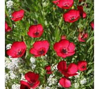 semi di lino rossi - vecchie varietà tappezzante perenne resistente biologici selvatici appartamento primaverili 500pcs