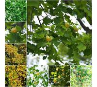 semi di Liriodendron chinense semi di in montagna balcone giardino interno per 200pcs