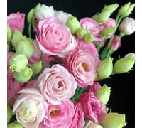 Semi di Lisianthus - decorazioni da giardino per esterni decorazione floreale resistenti per giardini rocciosi semi di giardinieri vecchie varietà 1000pcs