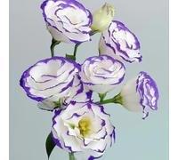 Semi di Lisianthus - organico serre da balcone decorazione floreale resistenti per giardini rocciosi raro per i luoghi soleggiati giardinieri farfalle vecchie 160pcs