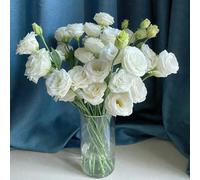 Semi di Lisianthus - per giardinieri da interno semi di come bomboniera estivi decorazione floreale resistenti esotico organico arredamento del 700pcs