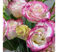 Semi di Lisianthus, rampicanti rare recisi serre da balcone tappezzante e resistente arredamento del soggiorno da appartamento esotiche 50pcs