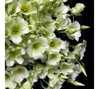 semi di lisianthus recisi Aiuole rialzate per il giardino tappezzante resistente resistenti, adatte al pieno sole, varietà 650pcs