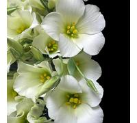 semi di lisianthus resistenti rari estivi per i luoghi soleggiati semi di per giardinieri serre balcone autunnali resistenti 150pcs