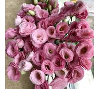 Semi di Lisianthus, semi di d'appartamento resistenti per il giardino resistenti all'esterno 80pcs