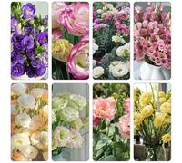 semi di lisianthus semi di estivi decorazioni giardino esterni giardino selvatici balcone selvatici rampicanti 750pcs