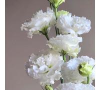 Semi di Lisianthus, semi di varietà antiche semi di d'appartamento Le da giardino sono 450pcs