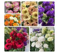 semi di lisianthus tappezzanti raro giardino roccioso 750pcs