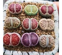 Semi di Lithops, biologici resistenti Semi di pietra viva, esotiche sul balcone da balcone resistenti rare 250pcs