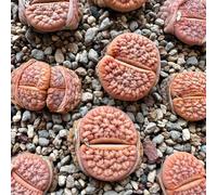 Semi di Lithops copertura terreno semi di prato selvatici ufficio perenni resistenti autunno resistenti selvatici balcone 150pcs