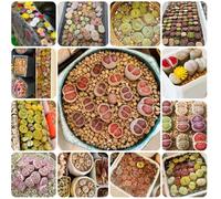 Semi di Lithops, da interno Semi di pietra viva, esotiche decorative semi di Le da giardino roccioso sono resistenti 400pcs