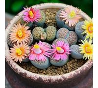 Semi di Lithops, esotiche Semi di pietra viva, di semi di d'appartamento resistenti per il giardino da interno 50pcs