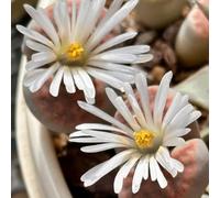Semi di Lithops, esotici Semi di pietra viva, semi di sul balcone decorative da interno biologici 20pcs