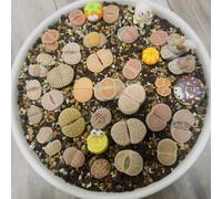Semi di Lithops, Le da giardino roccioso sono resistenti Semi di pietra viva, da interno i semi in casa sul balcone 60pcs