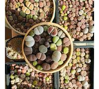 Semi di Lithops, Le perenni sono Semi di pietra viva, sul balcone resistenti per il giardino semi esotici 100pcs