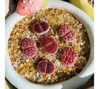 Semi di Lithops, semi di pietra viva, d'appartamento esotiche sul balcone semi biologici resistenti Le da giardino 30pcs