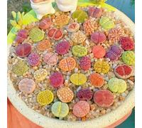 Semi di Lithops, semi di pietra viva, rare esotiche semi di d'appartamento resistenti per il giardino biologici 500pcs