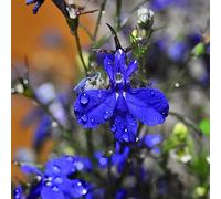 semi di lobelia da balcone tappezzante e resistente giardino sul balcone varietà biologiche tradizionali da interno Aiule rialzate per il giardino 200pcs