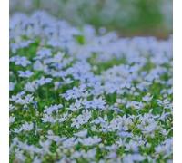 Semi di Lobelia, Lobelia chinensis, rare decorazione del soggiorno copertura del terreno, perenne resistenti per il giardino 350pcs