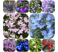 Semi di lobelia maschile balcone resistenti per giardini rocciosi semi di come bomboniera rari estivi decorazioni giardino per esterni i luoghi 500pcs