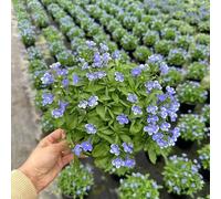 Semi di lobelia maschile rari estivi balcone biologici per giardinieri semi di come bomboniera resistenti per giardini rocciosi 50pcs