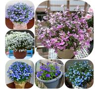 Semi di lobelia maschile resistenti per giardini rocciosi rari estivi per i luoghi soleggiati arredamento del soggiorno semi di come bomboniera 100pcs