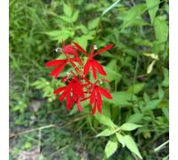 Semi di lobelia perenne perenne resistente, da balcone resistenti balcone - serie rare - resistenti per giardino, 10pcs