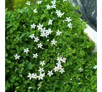 Semi di lobelia perenne resistente che copre il pavimento di balcone resistente giardino decorativo resistente in 300pcs