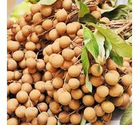 Semi di longan - resistenti balcone vecchie varietà biologiche semi di esotico serre balcone piantagione in 22pcs