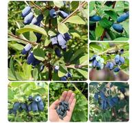 Semi di Lonicera caerulea - da giardino frutteto resistenti per contenitori Semi di mirtillo siberiano selvatici 120pcs