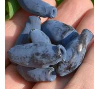 Semi di Lonicera caerulea - semi di antiche varietà resistenti, da giardino sementi biologiche da balcone 15pcs