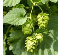 semi di lopo per - pradera lupo resistenti per balconi 200pcs