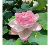 semi di loto per la casa, per l'acqua, balcone ai estivi estremamente resistenti, 40pcs