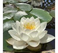 semi di loto per la casa, per l'acqua, decorazione primaverili rare resistenti il giardino biologici 30pcs