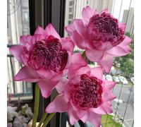 semi di loto per la casa, per l'acqua, giardino roccioso resistenti da balcone primaverili decorazione 100pcs