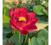 semi di loto per la casa, per l'acqua, primaverili resistenti il giardino decorazione del balcone 20pcs