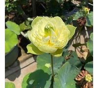 semi di loto per la casa, per l'acqua, primaverili resistenti il giardino tappezzante da balcone 35pcs