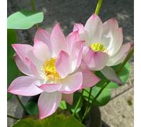 semi di loto per la casa, per l'acqua, resistenti all'inverno biologici da balcone da appartamento interno 50pcs